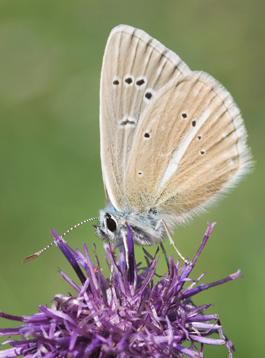 Polyommatus damon
